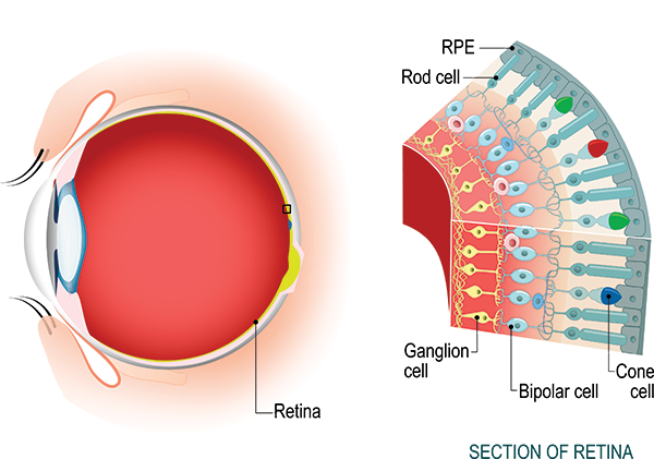 Chart Illustrating the Anatomy of the Retina